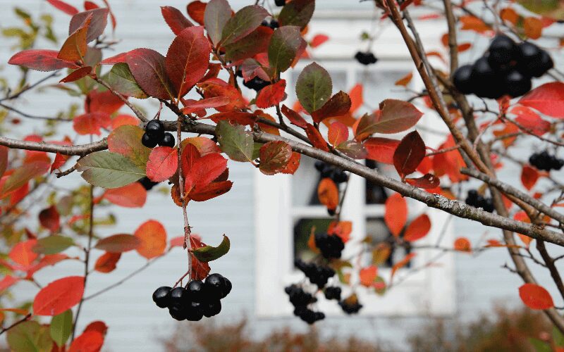 aronia