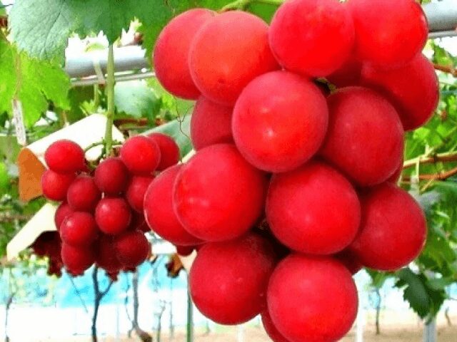 Winogrona Ruby Roman