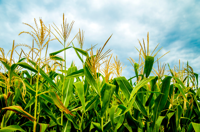 690 mln zł wsparcia dla rolników uprawiających kukurydzę 