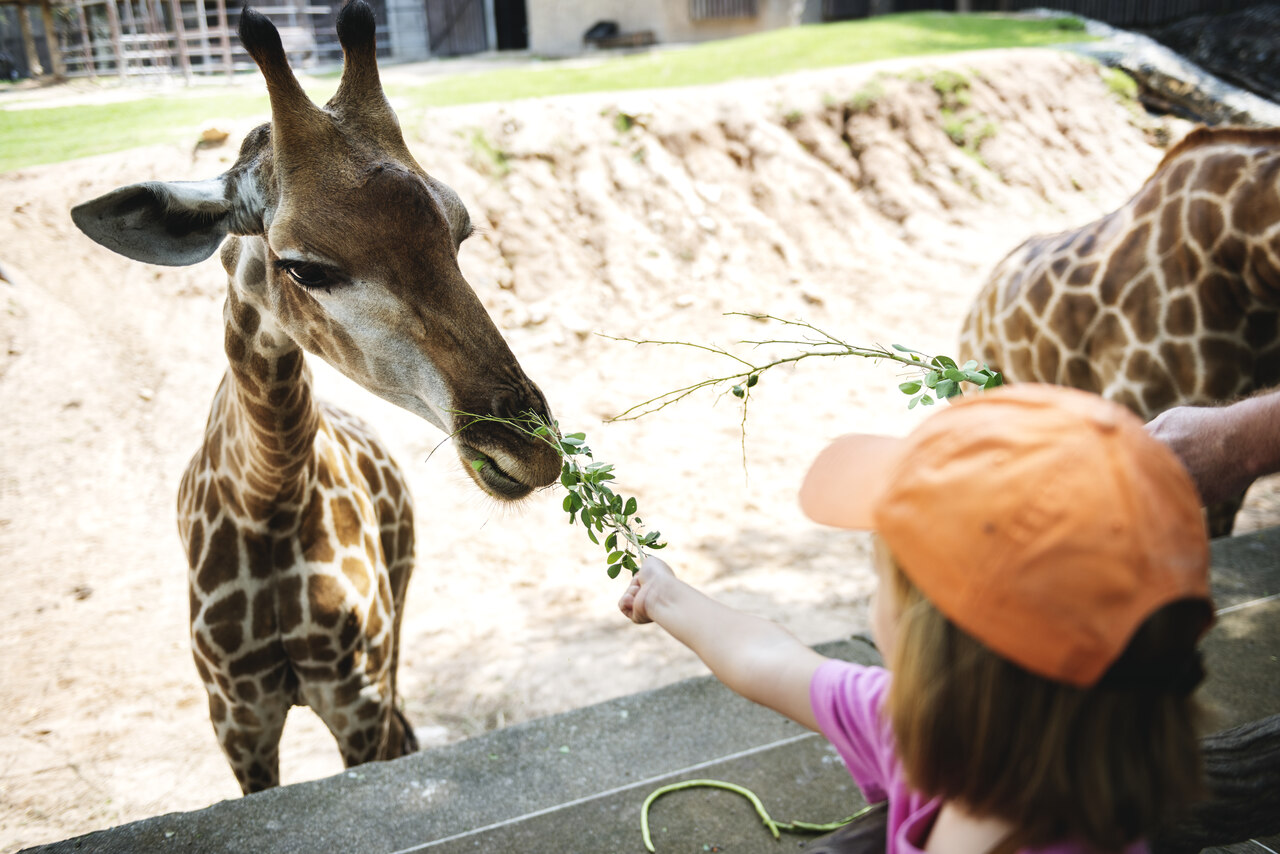 zoo