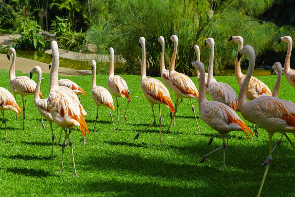 flamingi w zoo